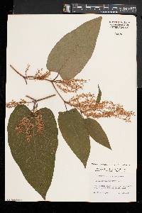 Fallopia sachalinensis image