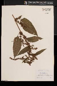 Rumex obtusifolius image