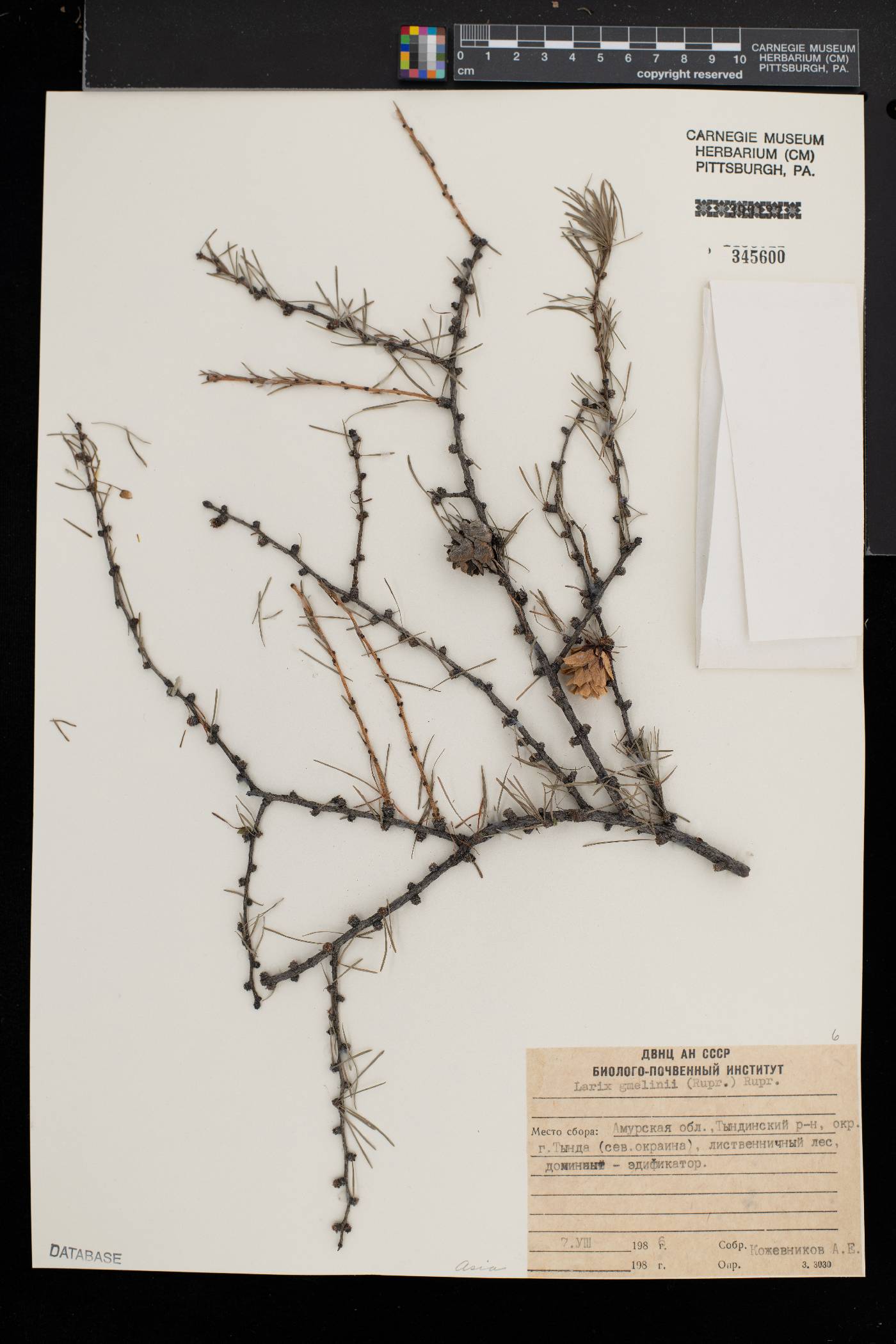 Larix gmelinii image
