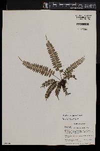 Asplenium barteri image