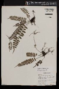 Asplenium barteri image