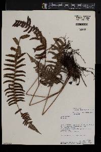 Blechnum glandulosum image