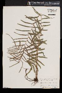 Pteris bahamensis image