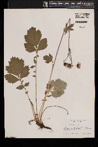 Geum rivale image