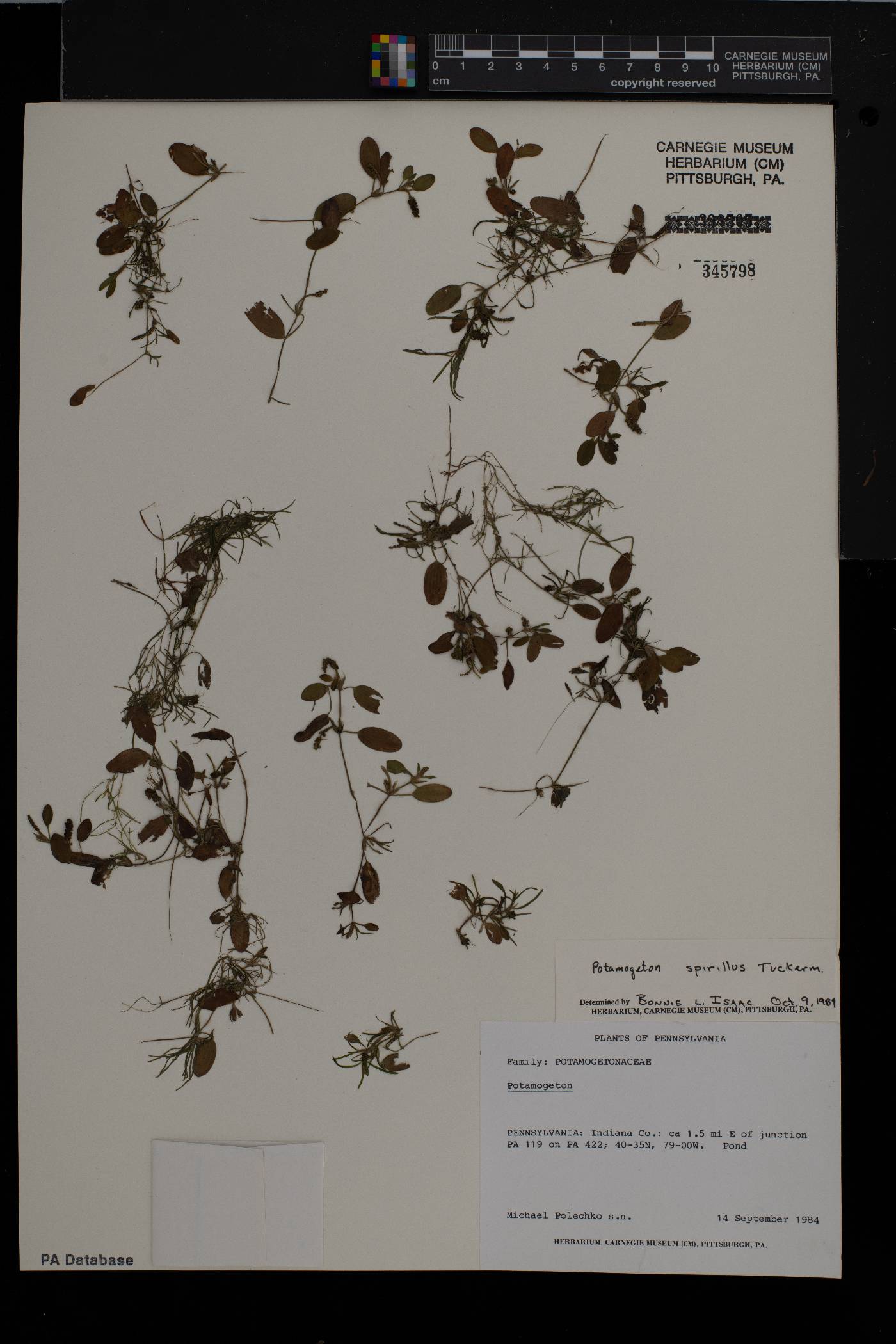 Potamogeton spirillus image