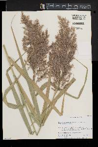 Phragmites australis image