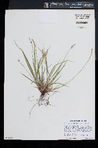 Carex communis var. communis image