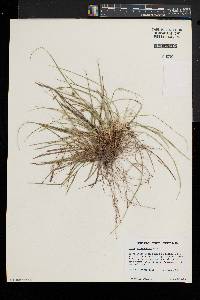 Carex willdenowii image