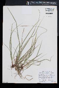 Carex communis var. communis image