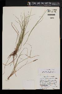 Carex lucorum image