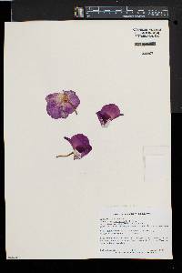 Dendrobium bigibbum image