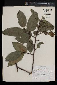 Prunus africana image