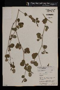 Desmodium adscendens image