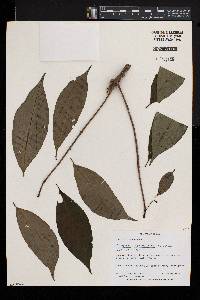 Carvalhoa campanulata image