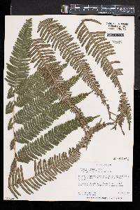 Pteris friesii image