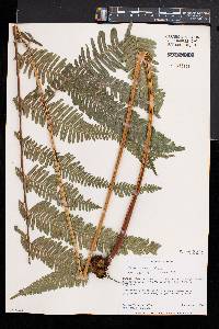 Pteris friesii image