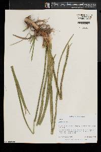 Acorus calamus image