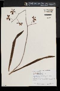 Encyclia alata image