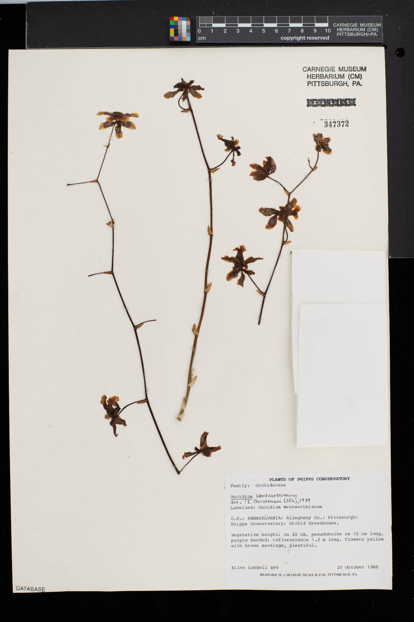 Oncidium wentworthianum image