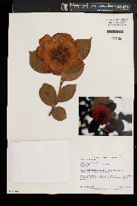 Camellia japonica image