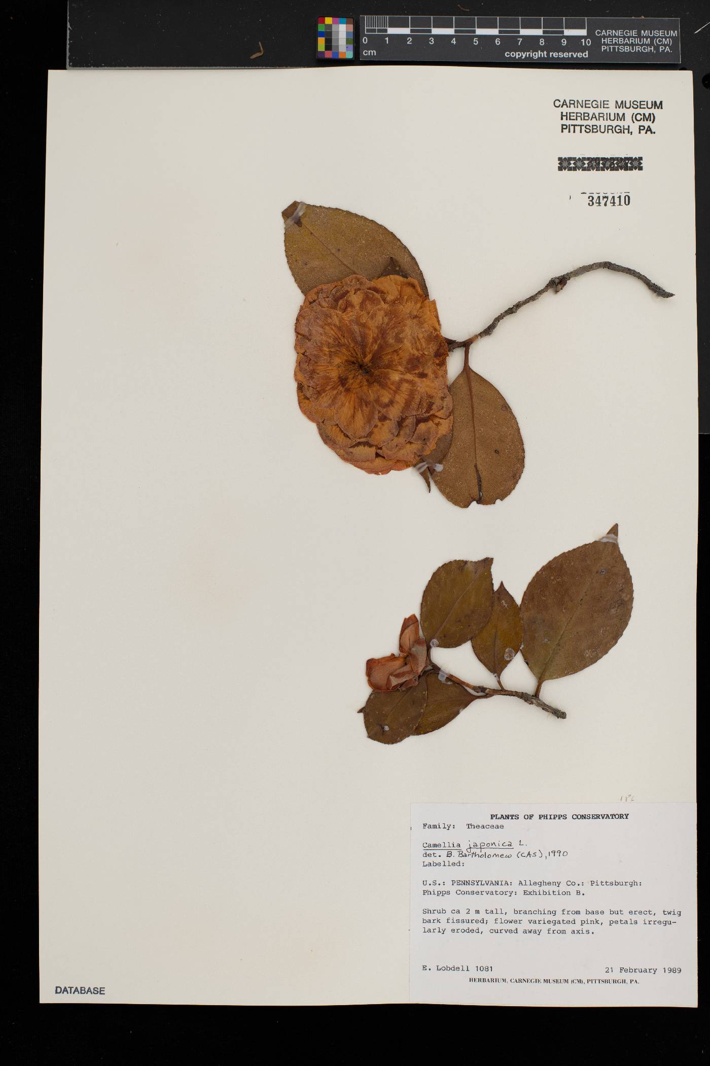 Camellia japonica image