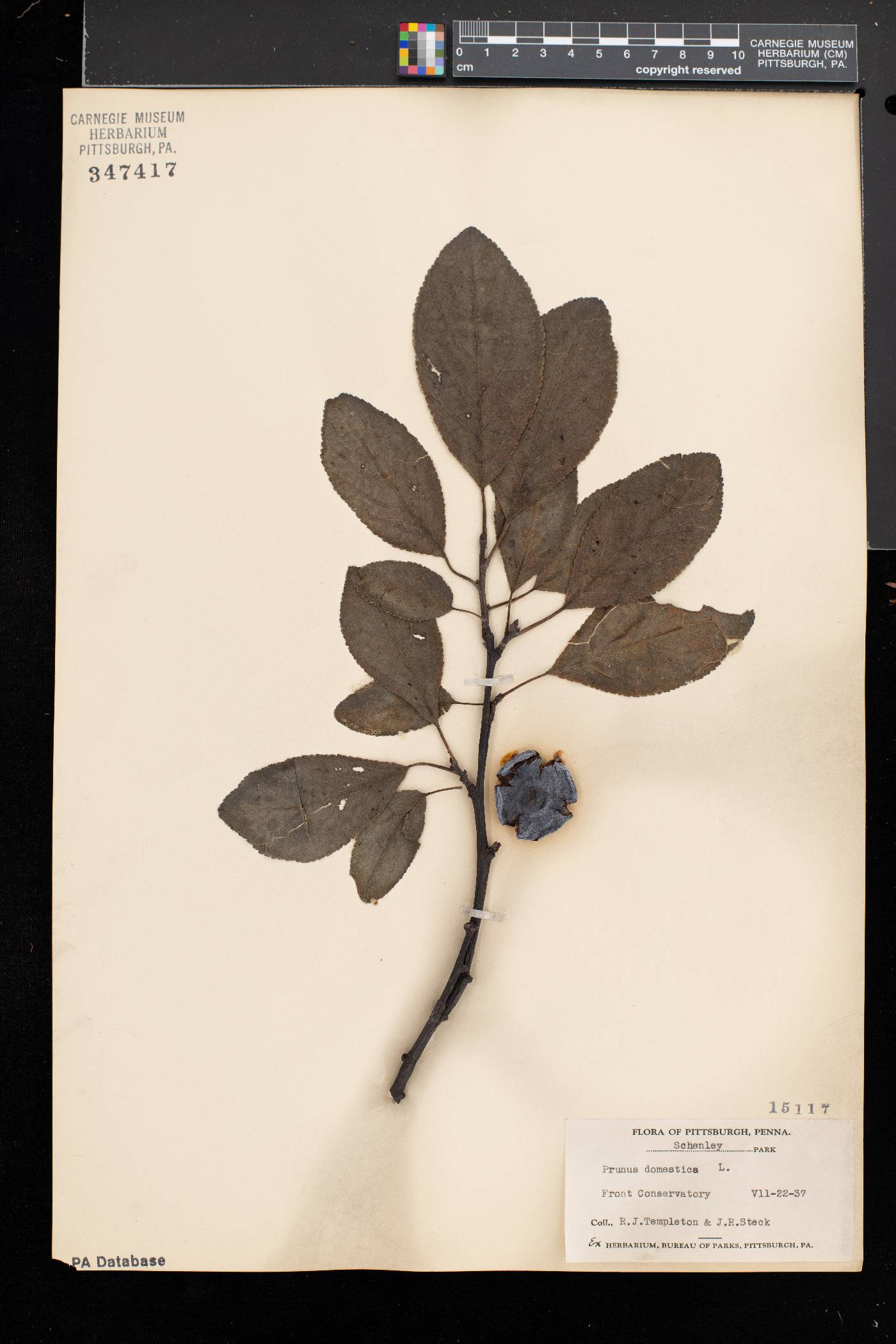 Prunus domestica var. domestica image