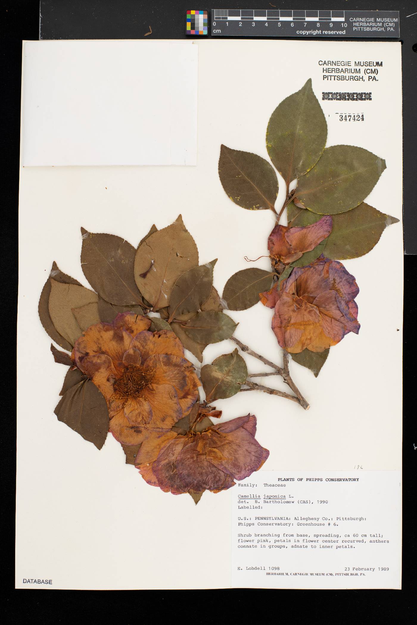 Camellia japonica image