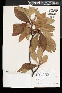 Franklinia alatamaha image