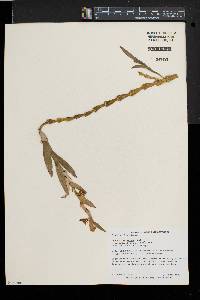 Image of Dendrobium anceps