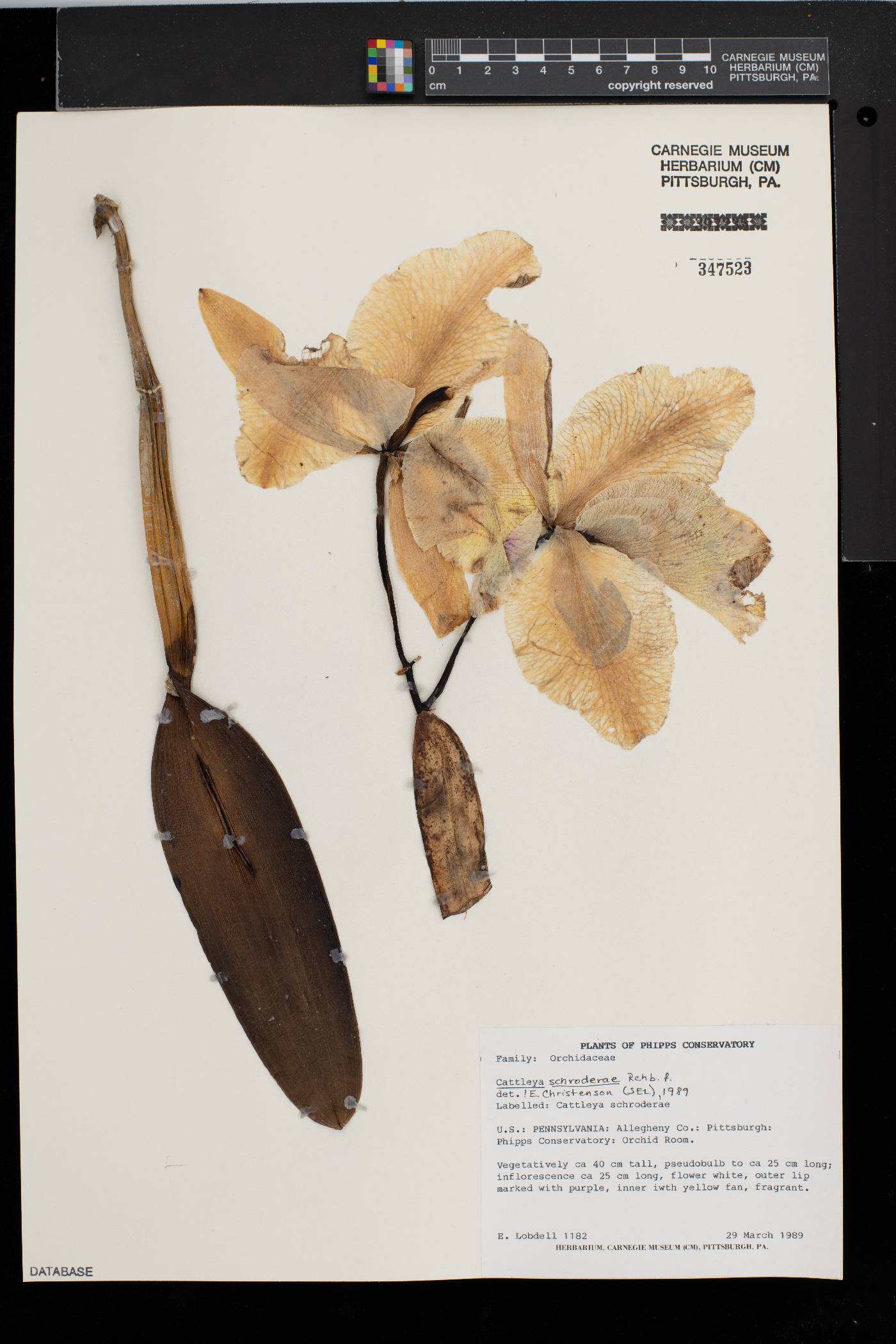 Cattleya schroederae image