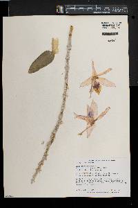 Dendrobium anosmum image