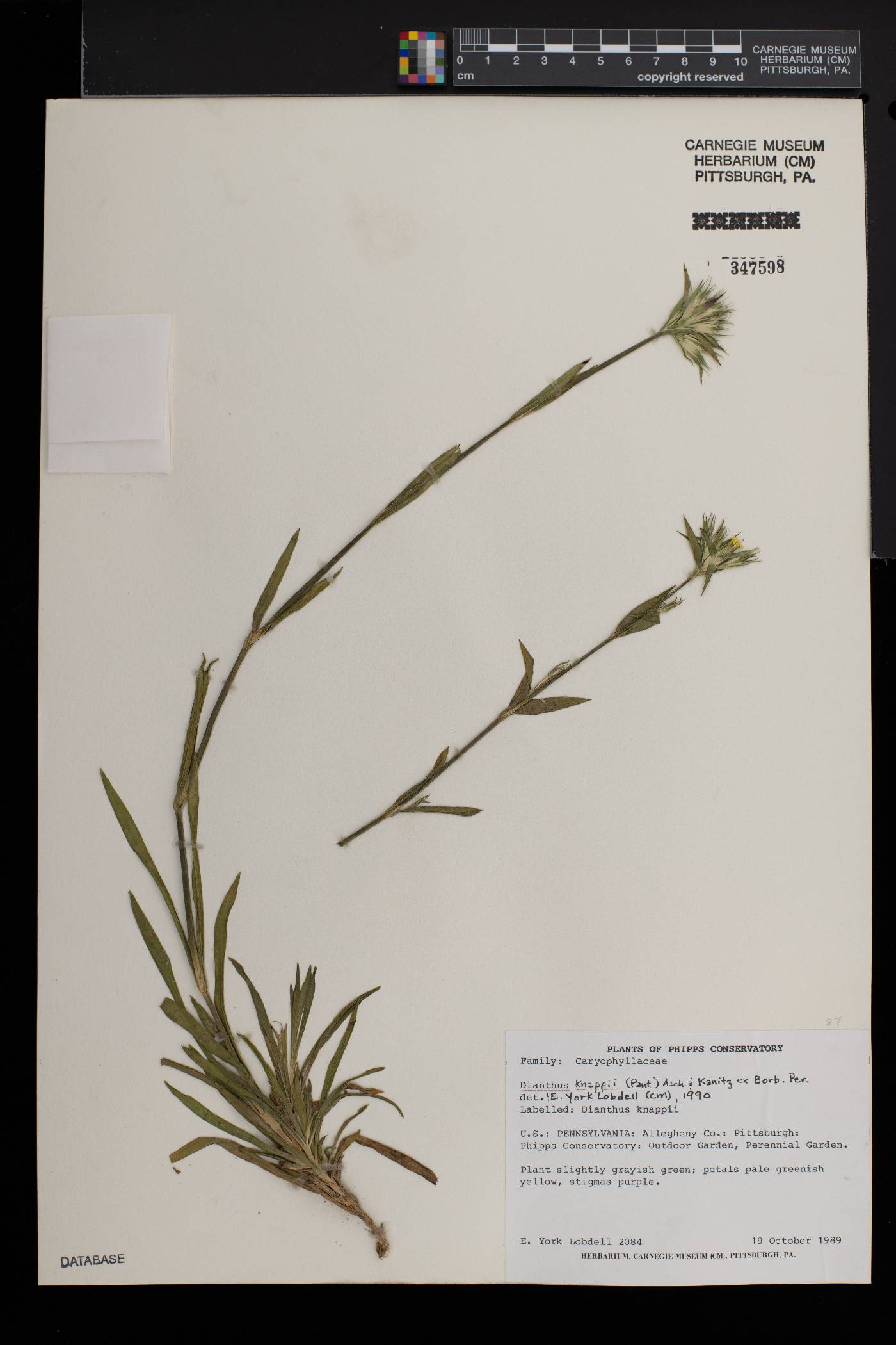 Dianthus balbisii image