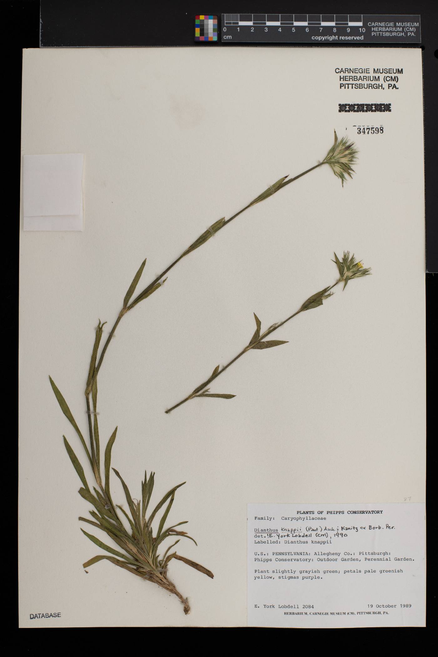 Dianthus balbisii subsp. knappii image