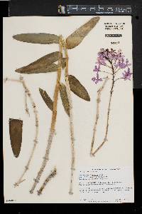 Epidendrum ibaguense image
