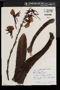 Image of Angraecum eburneum