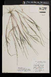 Diplachne fusca subsp. fascicularis image