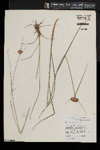 Eriophorum virginicum image