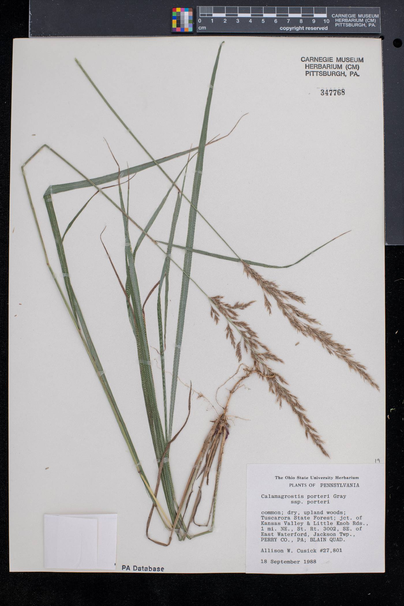 Calamagrostis porteri subsp. porteri image