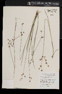 Juncus subcaudatus image