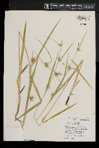 Carex folliculata image