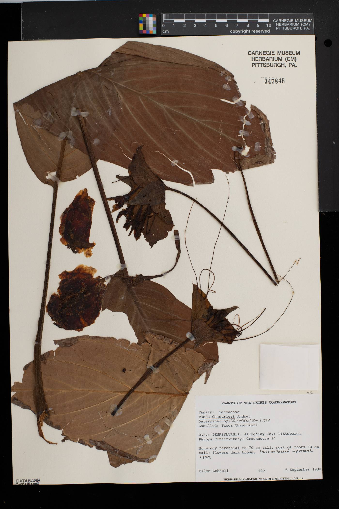 Tacca chantrieri image