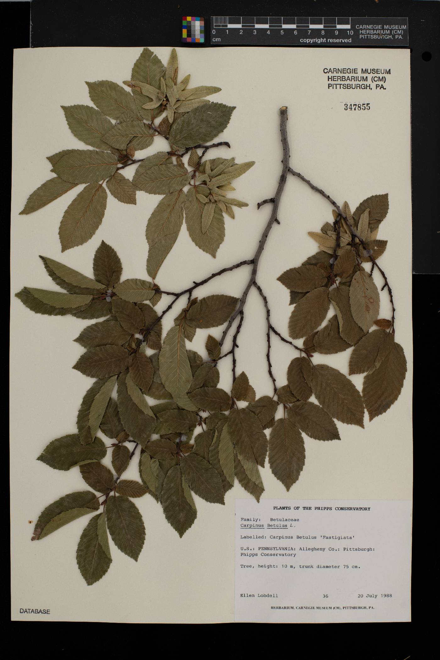 Carpinus betulus image