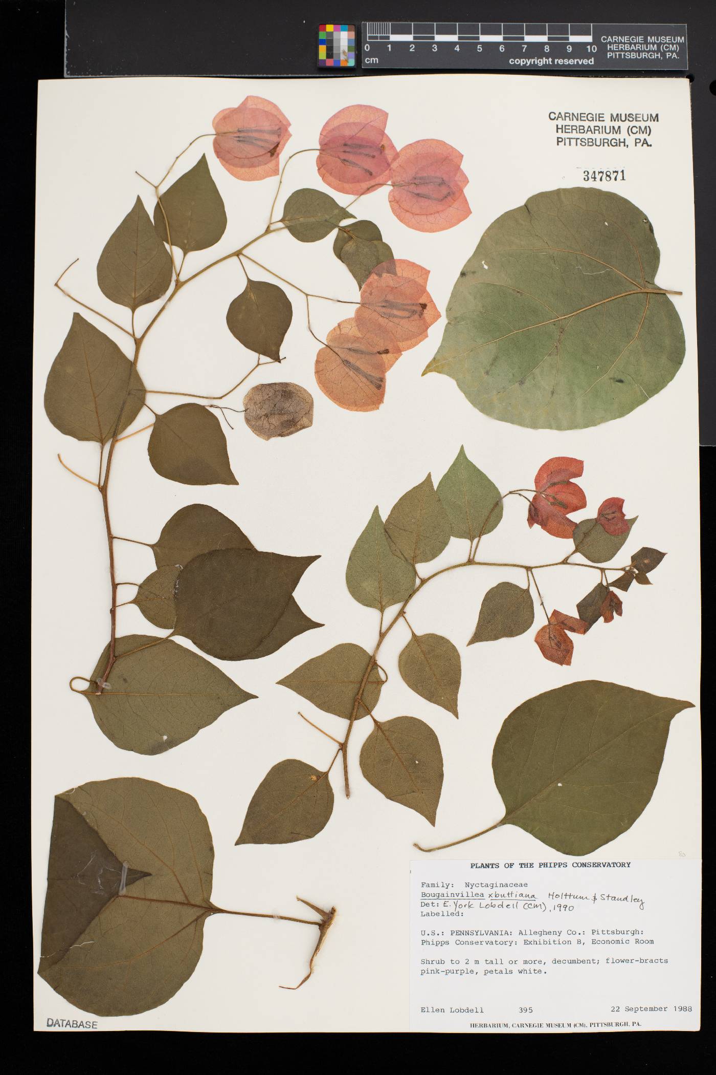 Bougainvillea buttiana image