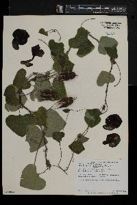 Aristolochia littoralis image