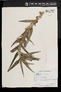 Aloe ciliaris image