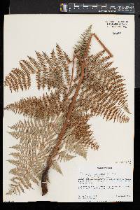 Pteridium aquilinum subsp. aquilinum image