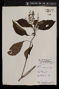 Ocimum lamiifolium image