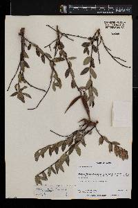 Cryptolepis oblongifolia image