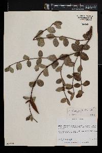 Cryptolepis oblongifolia image