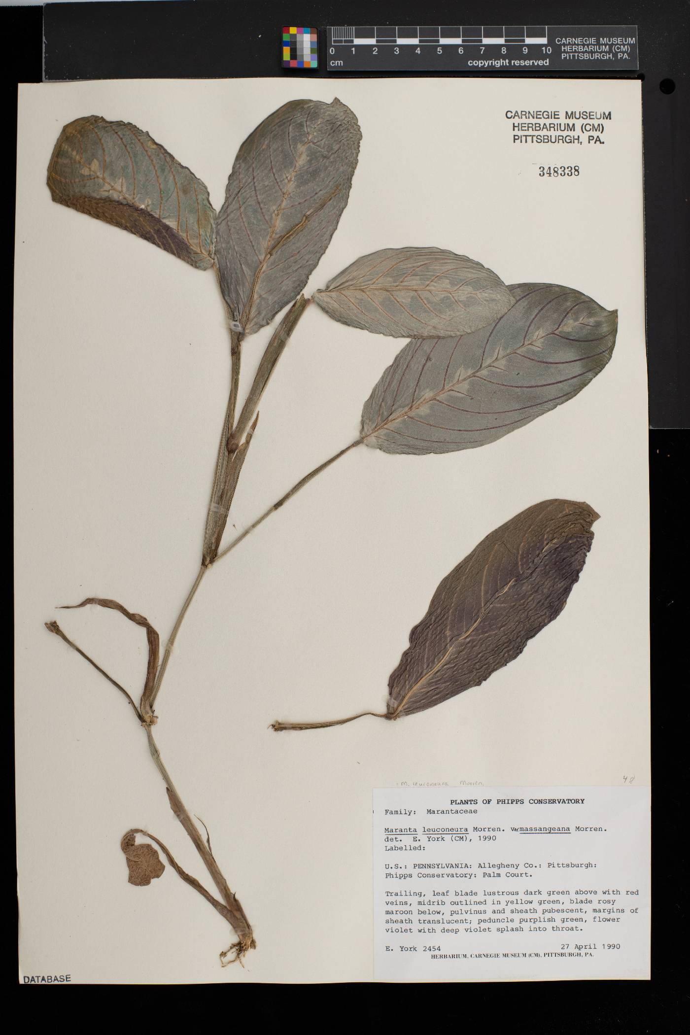 Maranta leuconeura image
